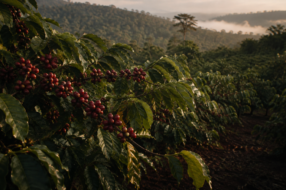 Coffee plants growing across the green highlands of Buon Ma Thuot, Vietnam.